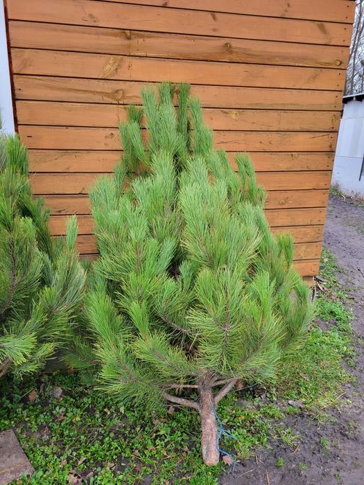 Ёлка Ялинка Сосна Кримська новый год