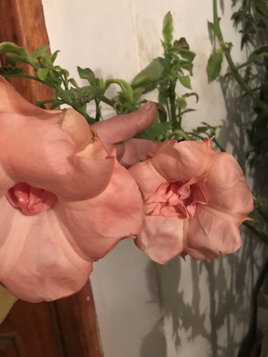 Sadzonki brukmansji datury wieloletniej