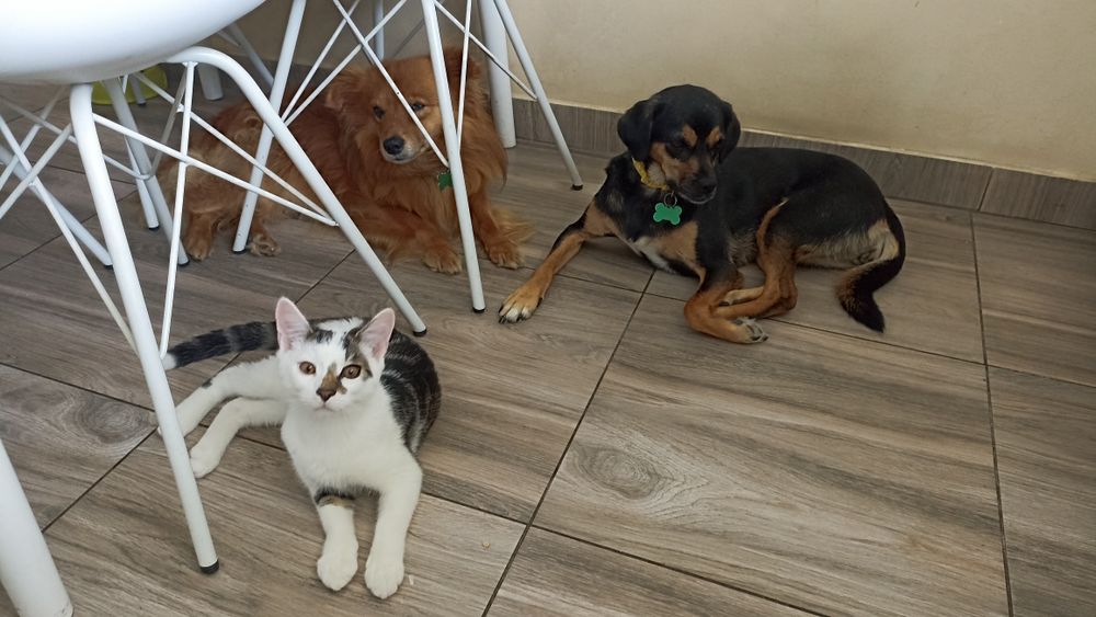 Kocięta szukają domu