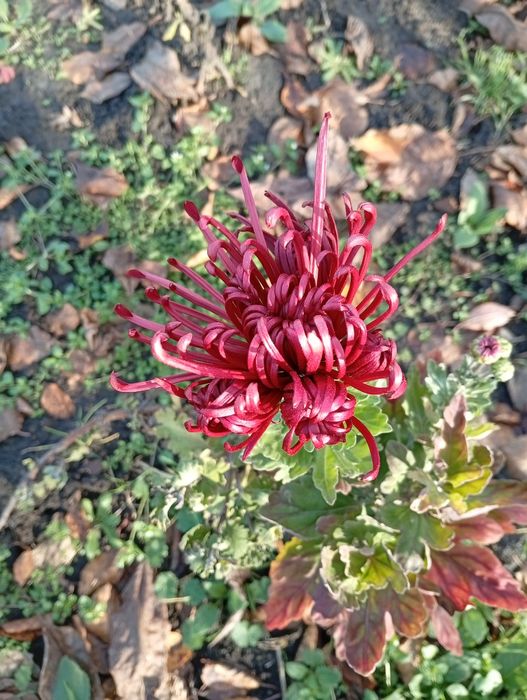 Продам хризантему, Кантрі, зелена