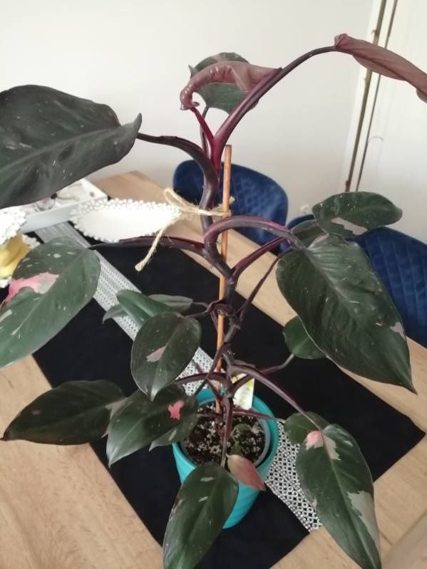 Philodendron Pink Prince