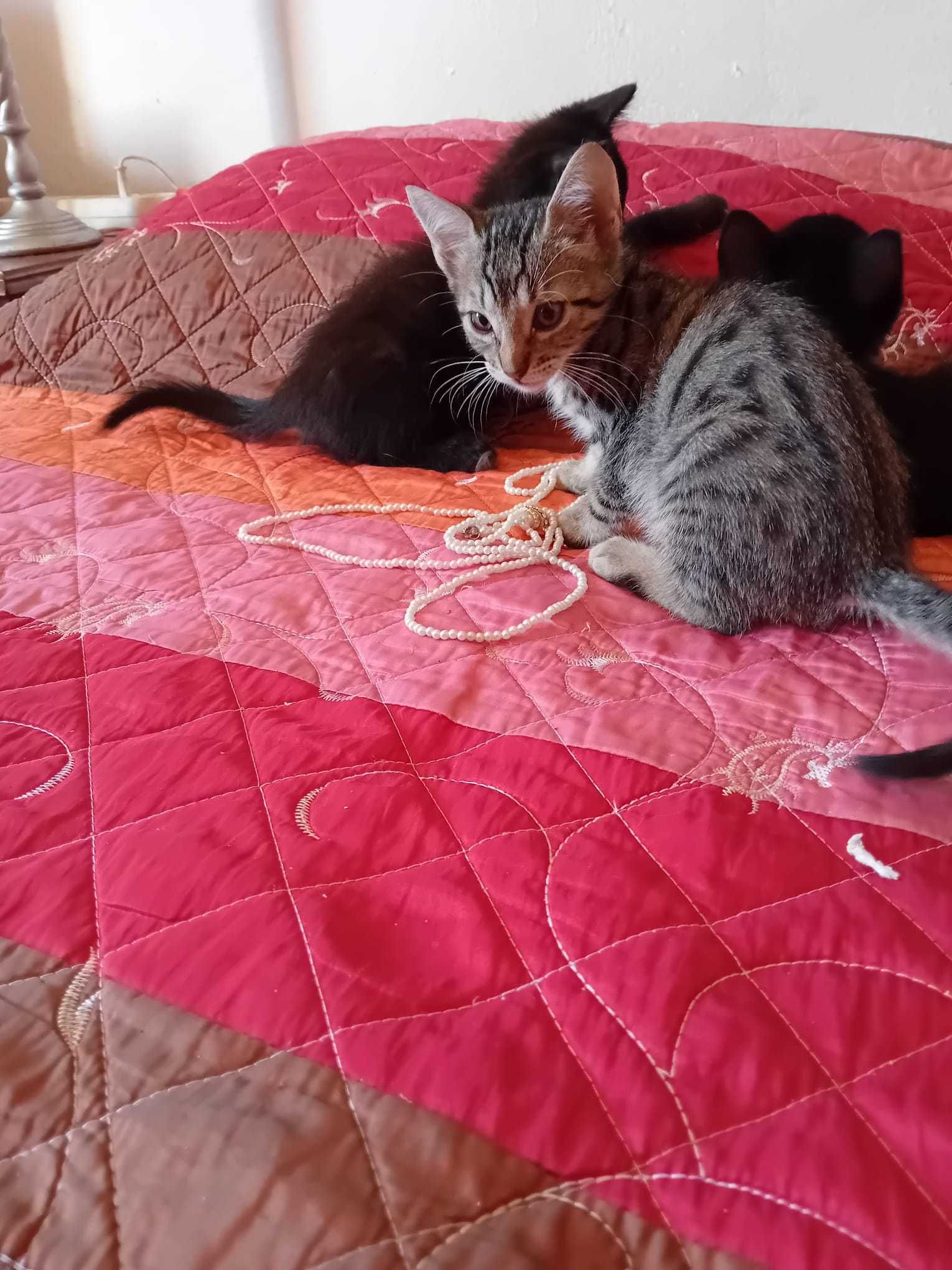 Gatinhos para dar