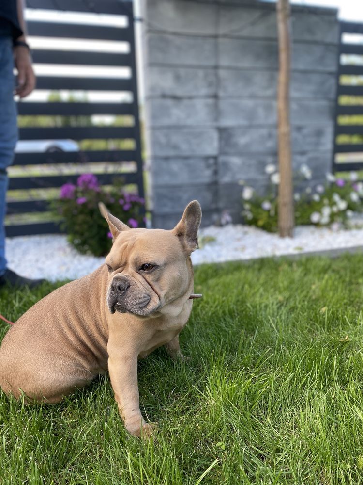 Buldog francuski