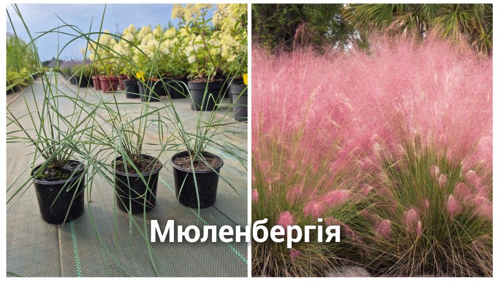 Гліцинія фіолетова, Спірея, Самшит, Лагурус, Ячмінь Гривастий