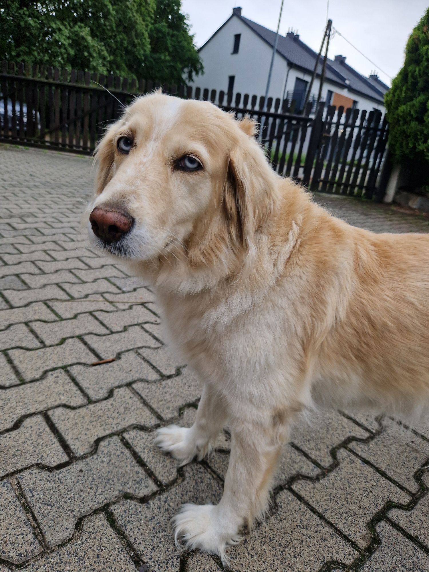 Nelly suczka goberian do adopcji golden husky