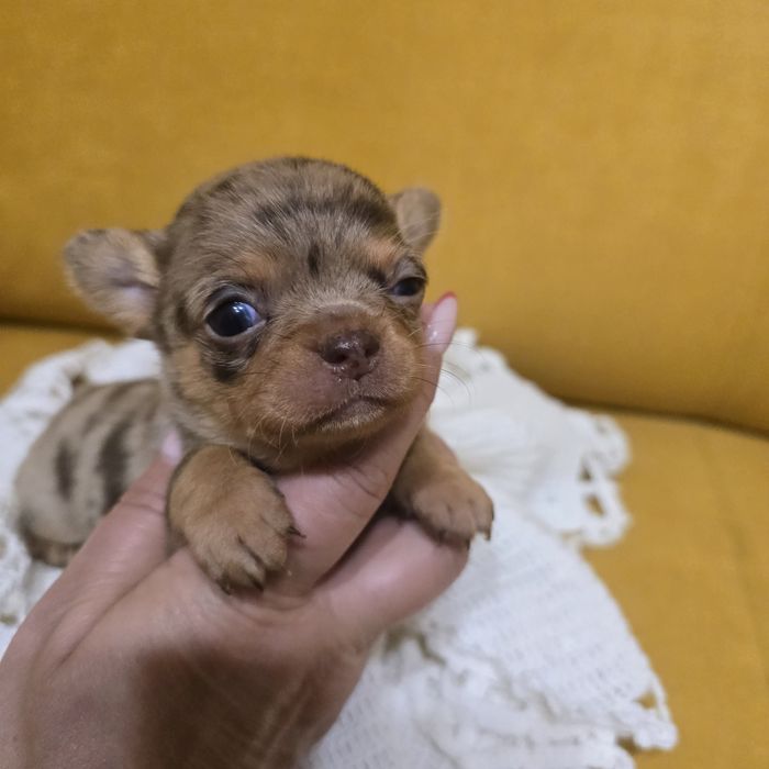 Chihuahua suczka choco merle tan