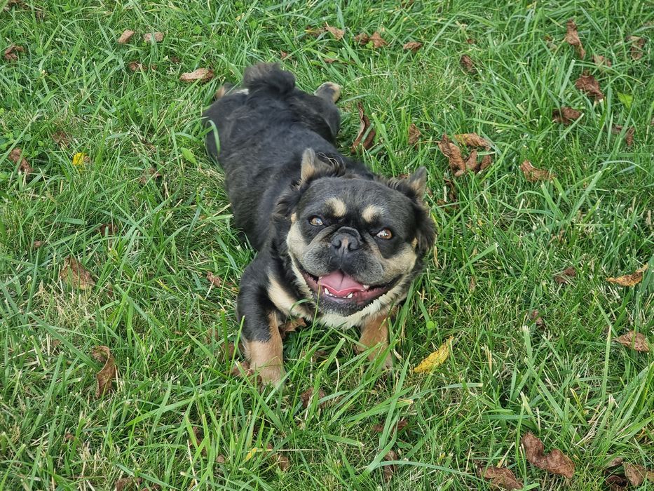 Buldog francuski