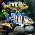 Cichla blue azul
