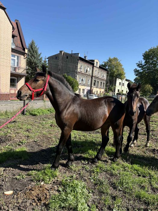 Sprzedam roczną klacz