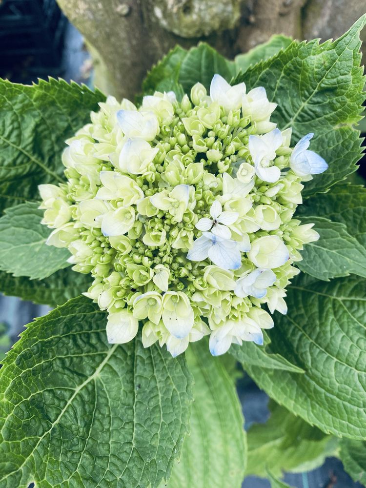 Hortensias/hidrangeas mix ja com flor