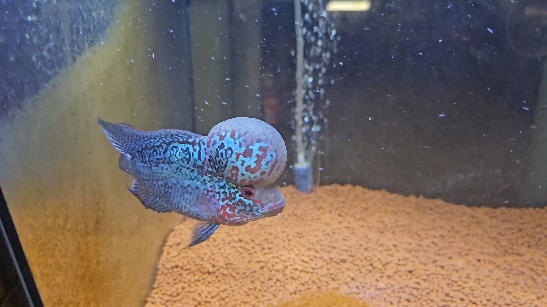 Flowerhorn 14/15cm