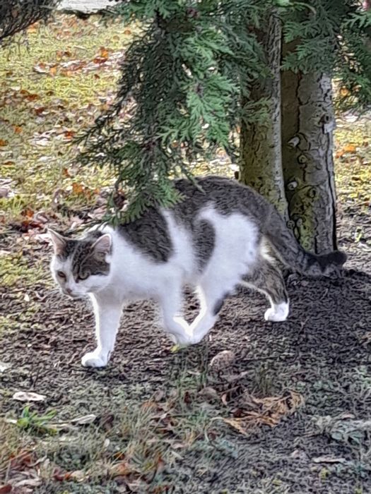 Oddam domu wychodzacego