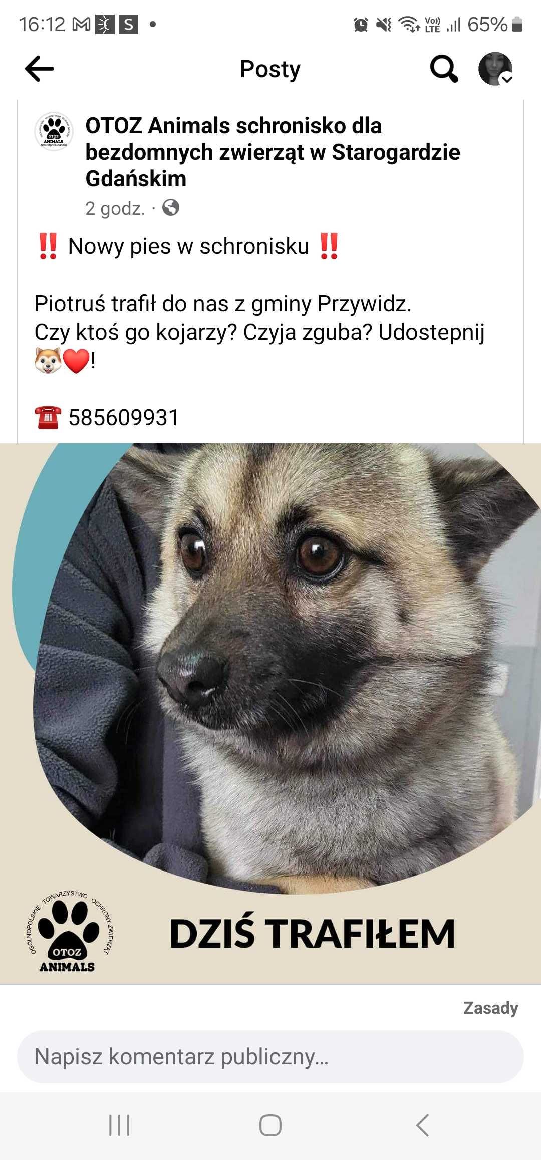 Pies znaleziony w gminie przywidz