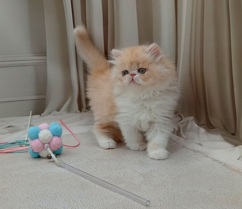 Персидська дівчинка