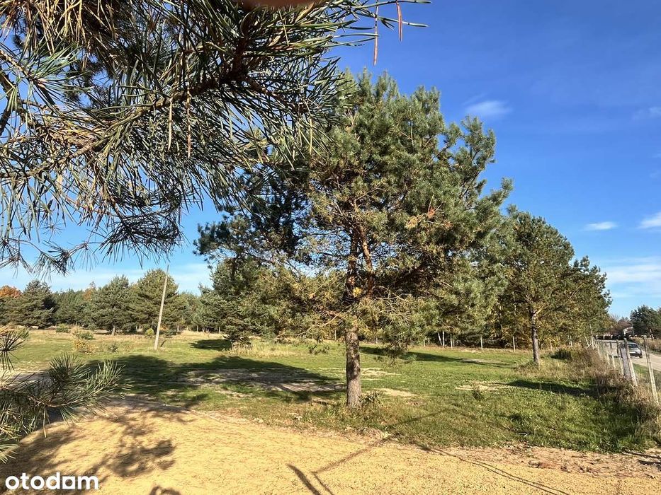 Olszyna - "Leśny Zakątek"