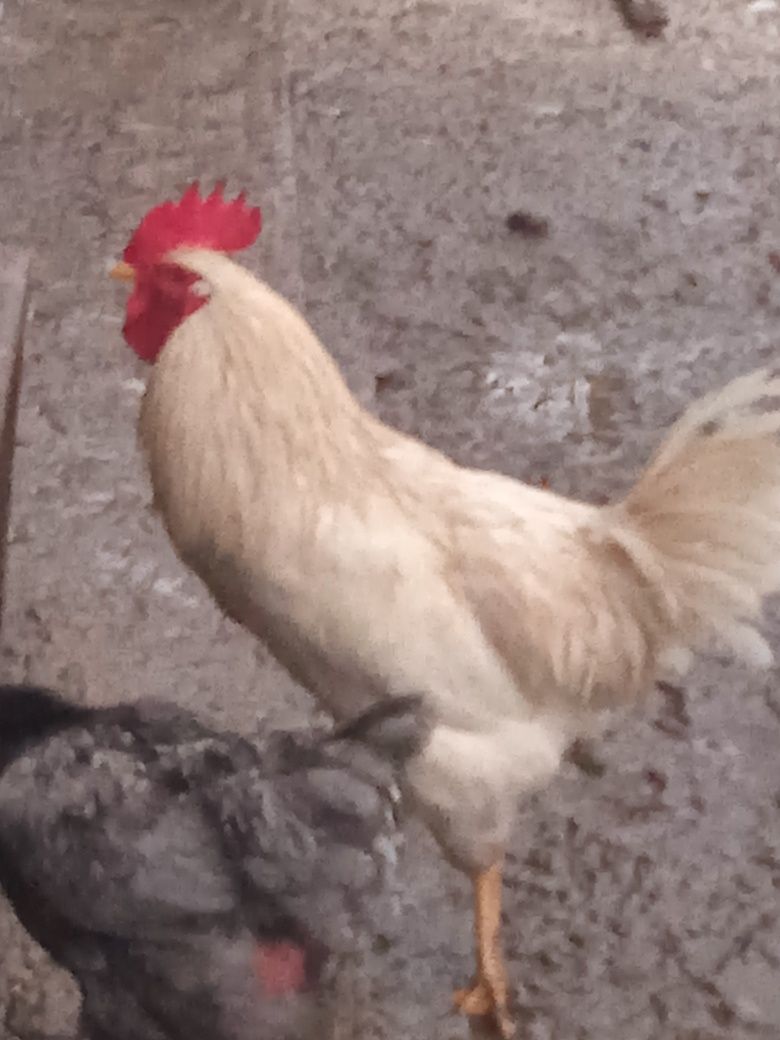 Sprzedam koguta leghorn