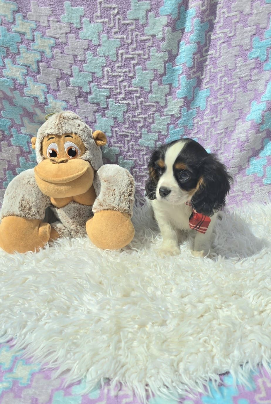 Cavalier King Charles Spaniel Macho