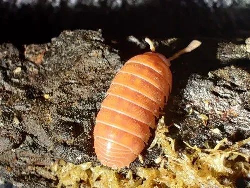 Armadillidium vulgare red Isopody/kulanki/ekipa sprzątająca/łatwe