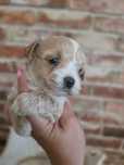 Maltipoo karmelowy chłopczyk  do rezerwacji!!