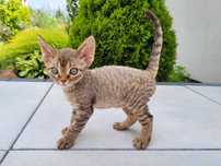 Kot Kocurek Devon Rex, czekoladowy pręgowany