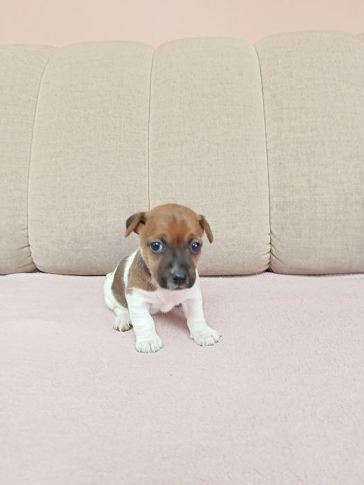 Śliczna suczka Jack Russell Terrier