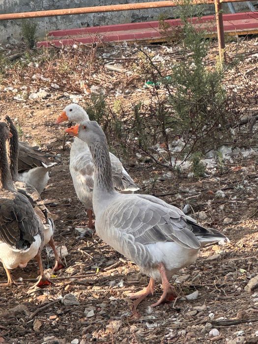 Patos gansos novos