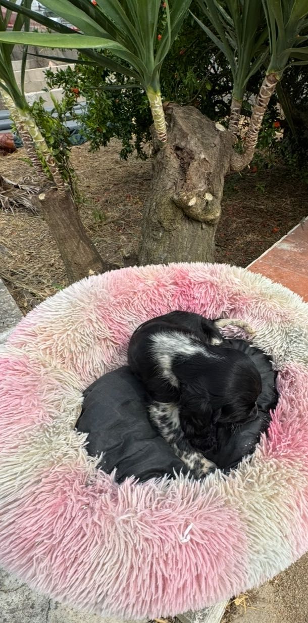 Cocker Spaniel inglês.