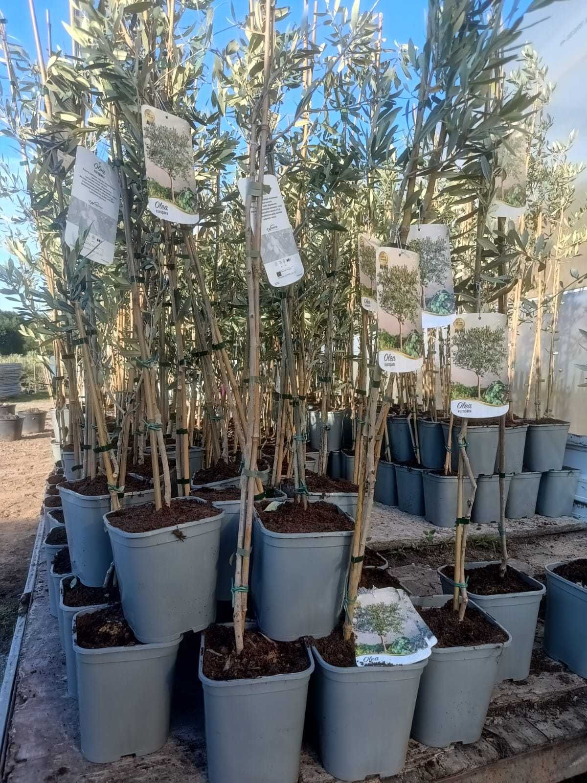 Oliwka Europejska – Olea Europaea