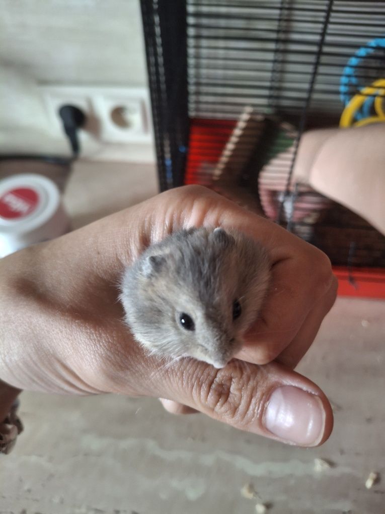 Sprzedam chomiczki