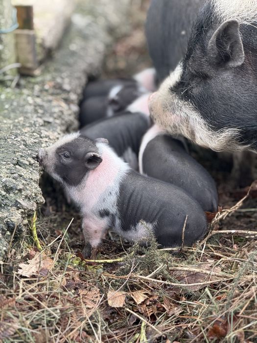 Vendo porcos vietnamitas