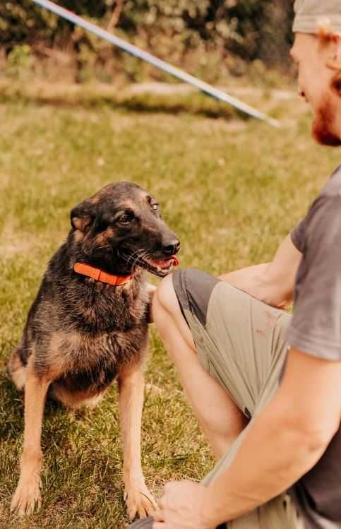 Nixi - specjalistka do spraw spacerów poleca się do adopcji!!!