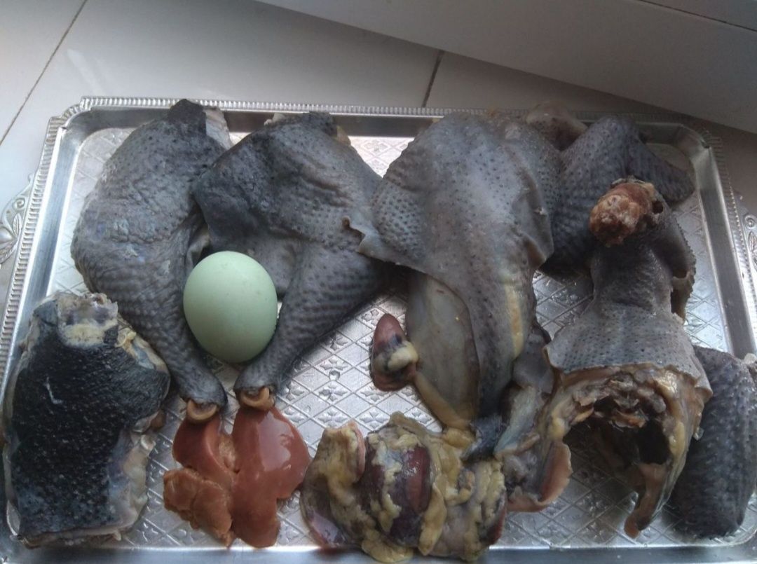 Чорном'ясні кури Ухейілюй, чёрнокожие Ухейилюй пара