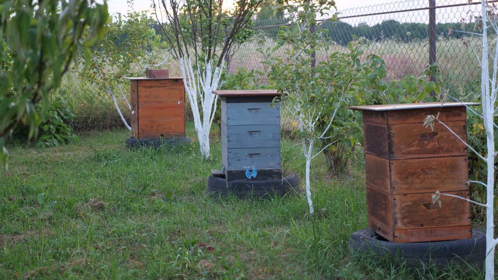 Продамо вулики Дадана (на 8 рамок) в хорошому стані