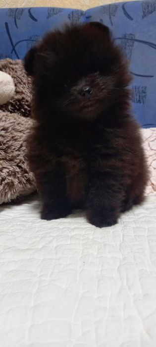 Хлопчик-мішка. З шоколадним підпалом.