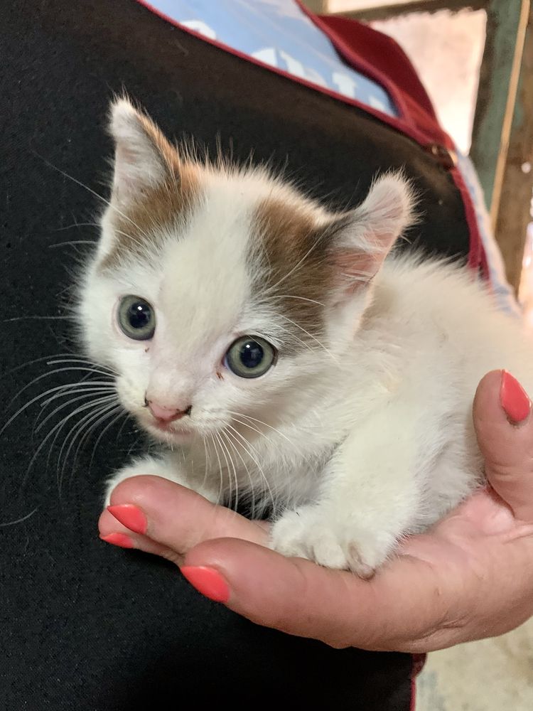 Gatinho para adoção