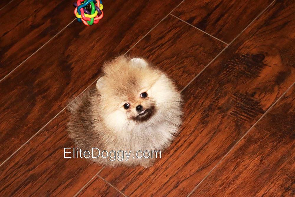 Мини девочка померанский шпиц рыже-соболиного окраса