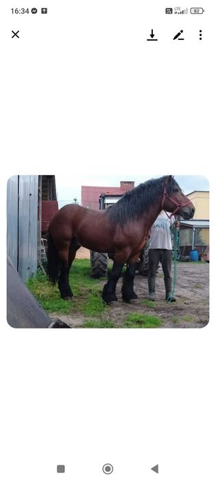 Ogier zimnokrwisty zamienie