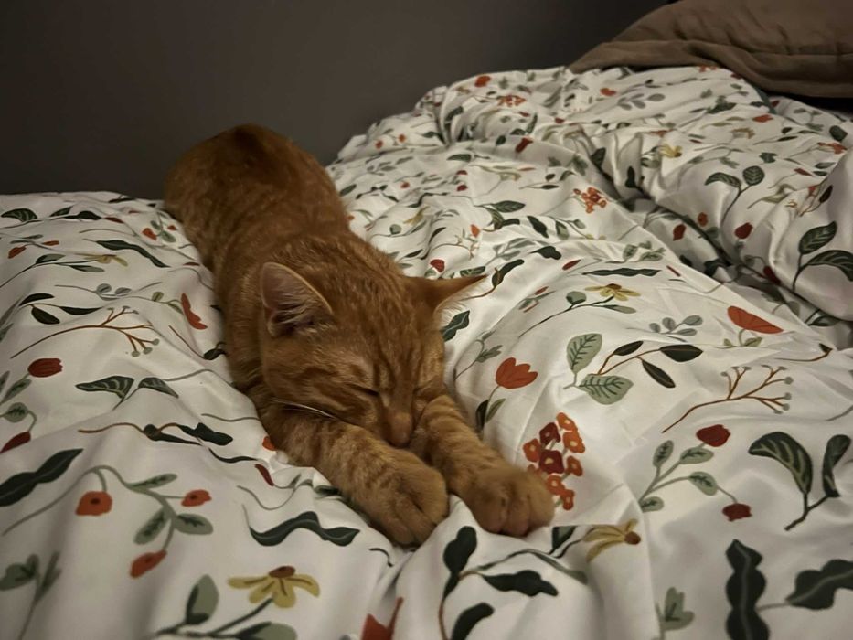 Słodki kociak 6-miesięczny