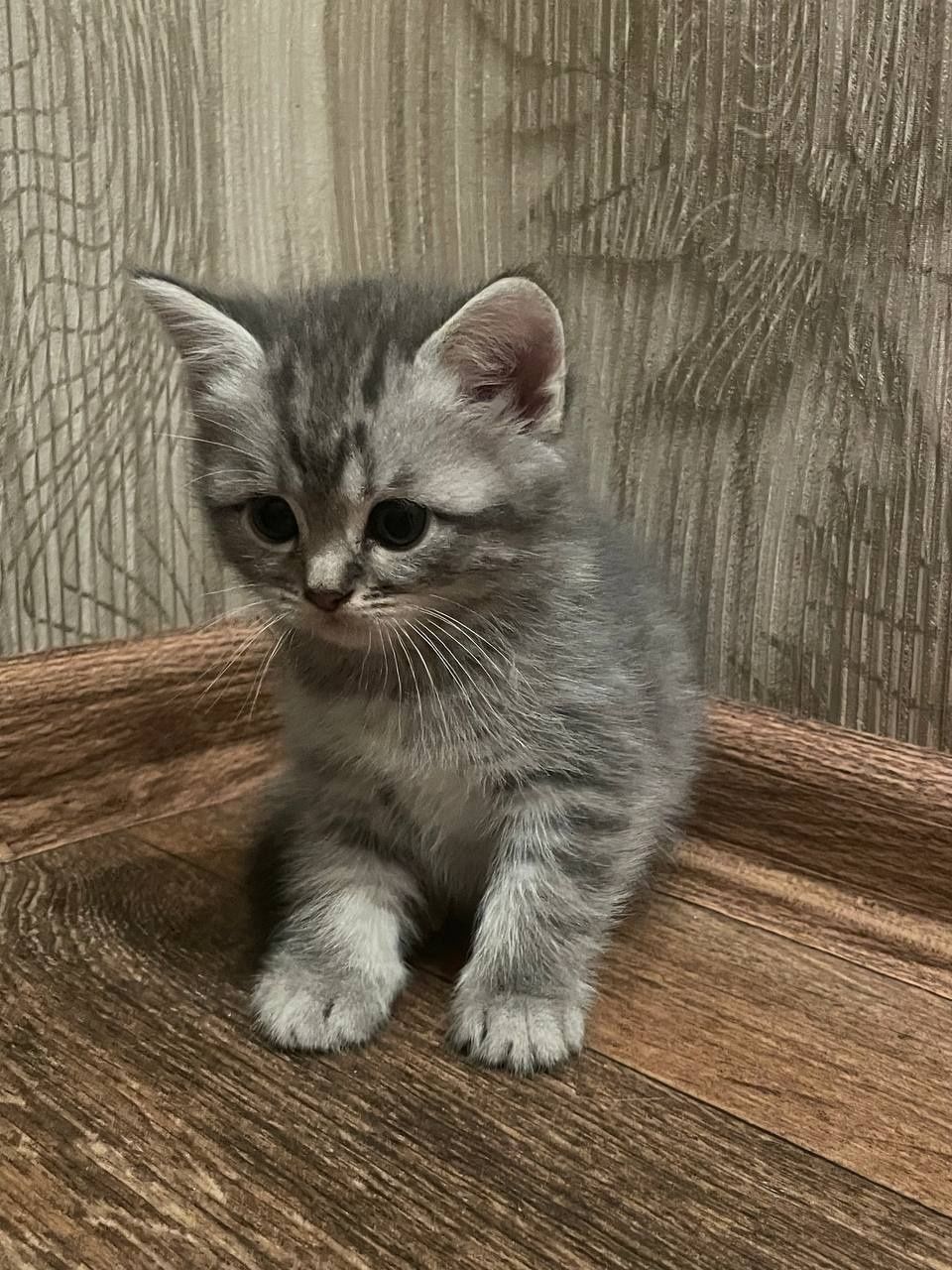 Кошенята котики..