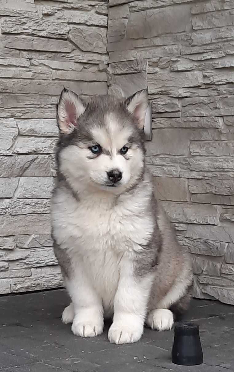 Siberian husky szczeniak