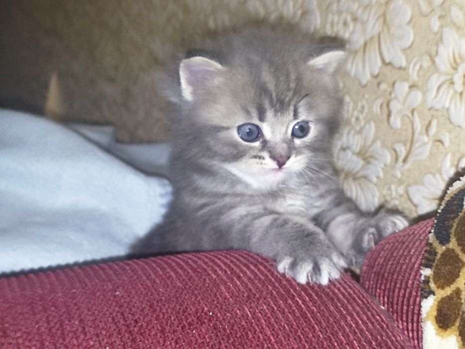 Британцы Котята супер малыши