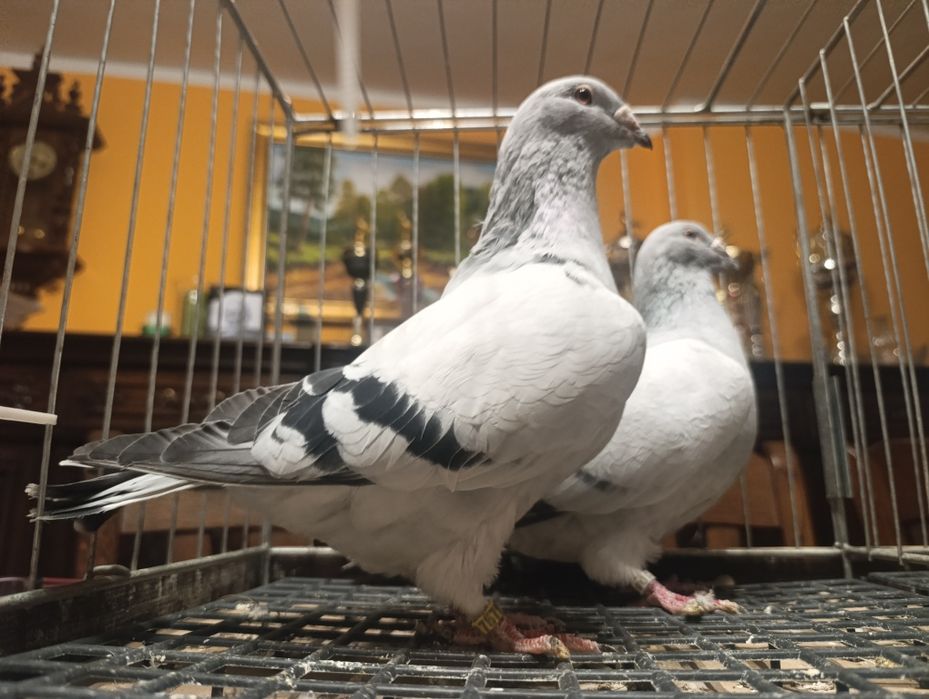 Standard, standardy, gołębie pocztowe