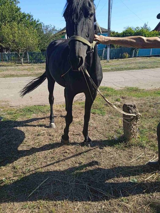 Кобила 9 років робочий