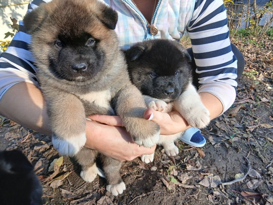 Американська акіта готові до замовлення