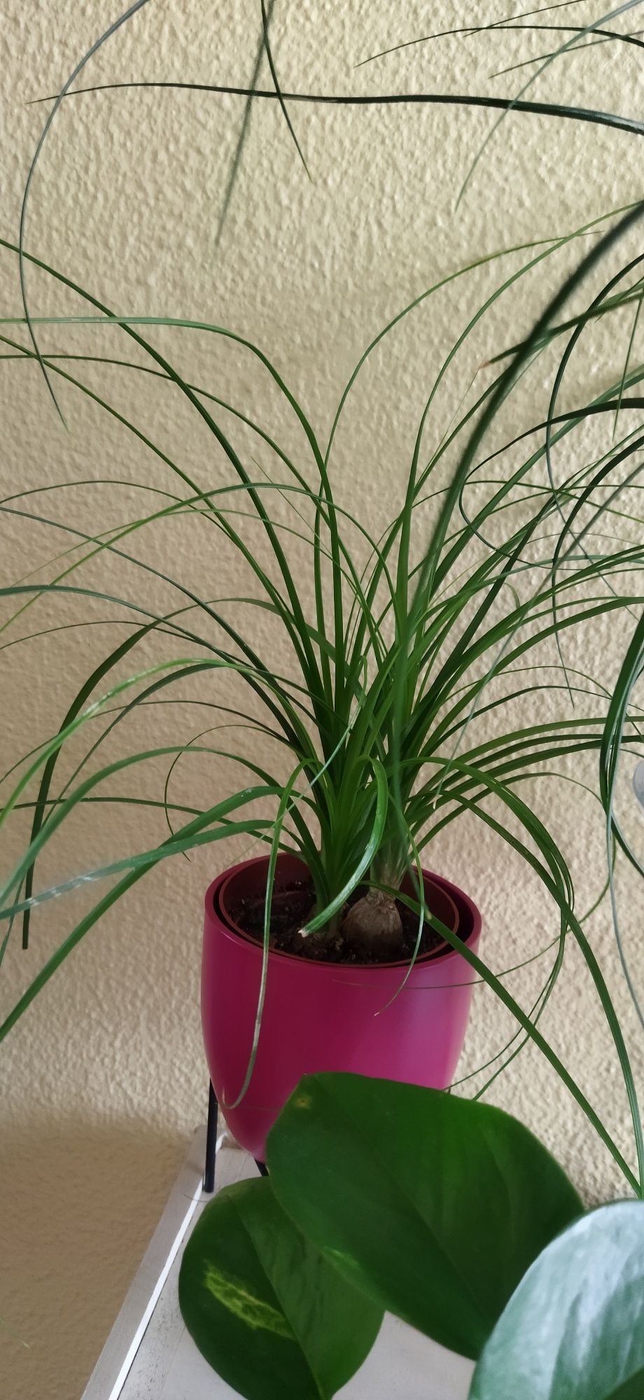 Plantas naturais e ora pro Nobis