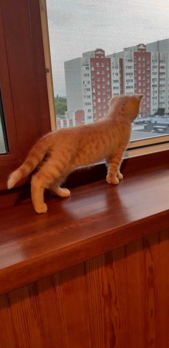 Отдам кота, в добрые руки