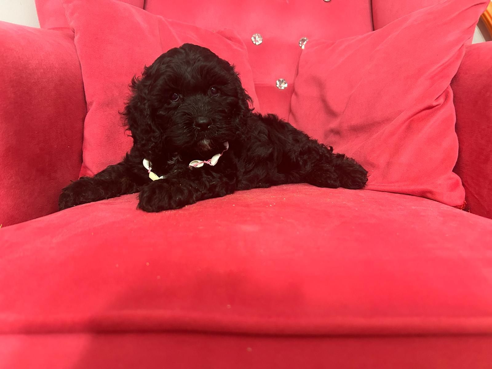 Shih tzu.  shihpoo piesek gotowy do odbioru