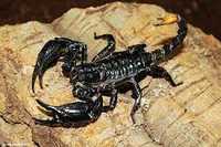 Азиатский лесной скорпион — представитель крупного вида скорпионов.