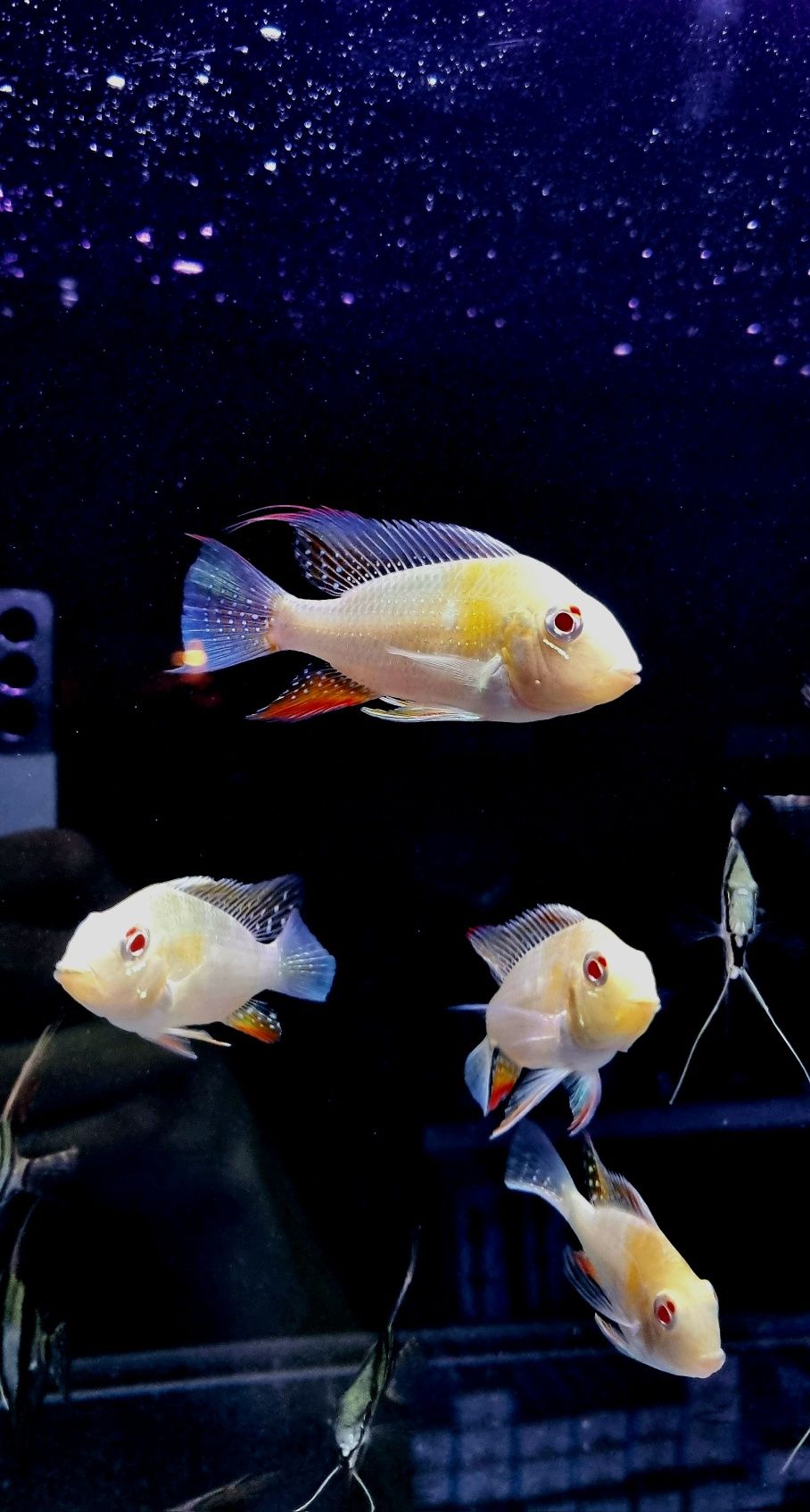 Acarichthys heckelii albiono/ ziemiojad albinos