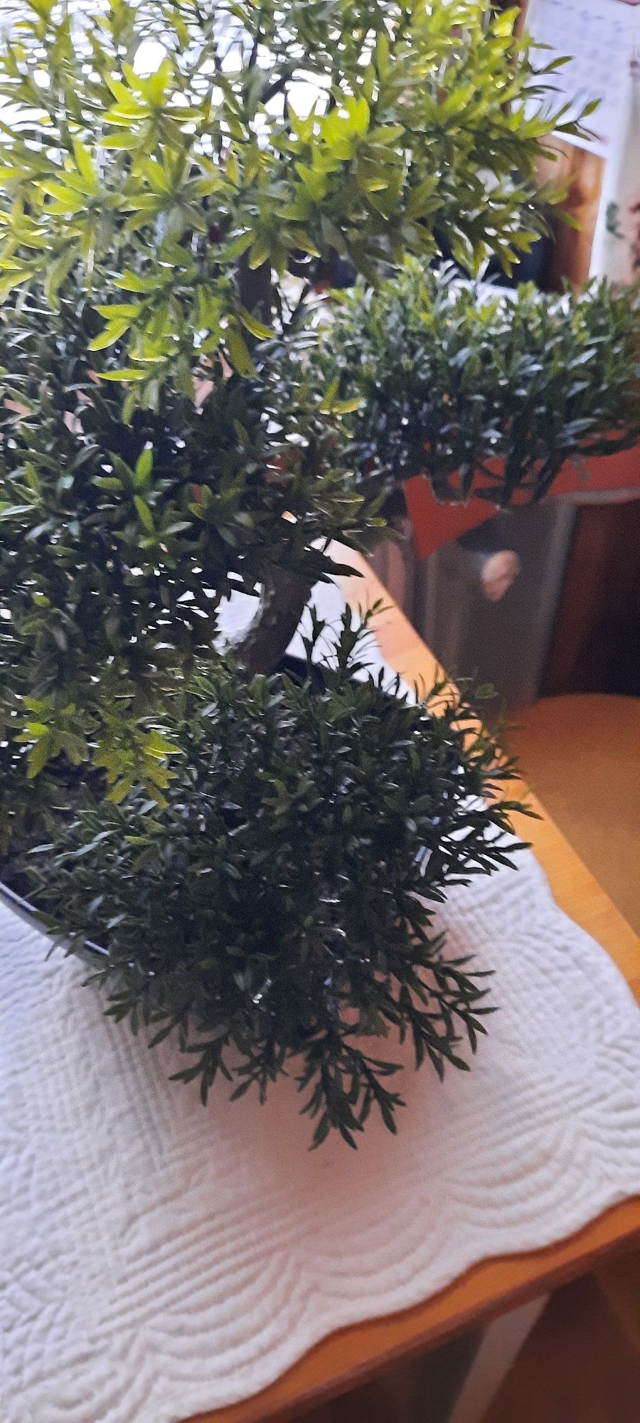 Piekne ozdobne bonsai